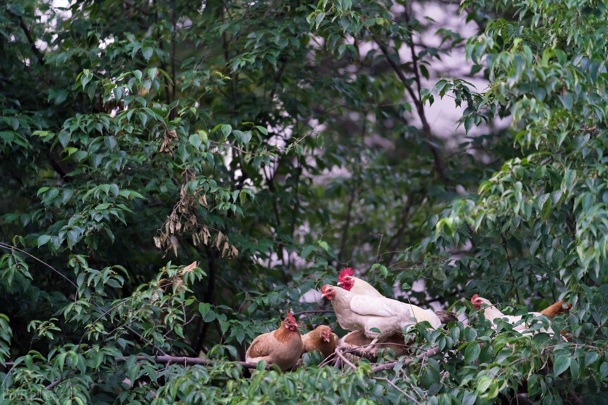 果园生态养殖（果园生态养殖地）2