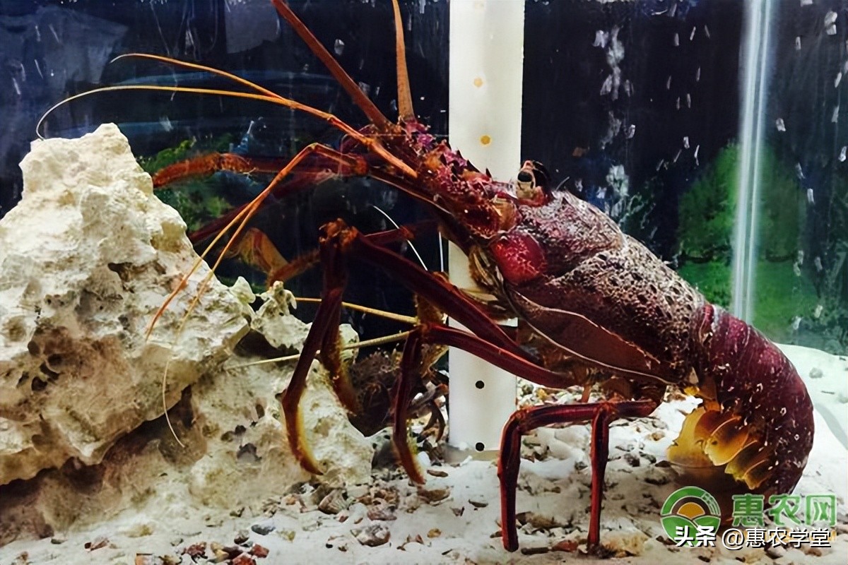 澳洲龙虾价格多少钱一斤（澳洲淡水龙虾价格多少钱一斤）