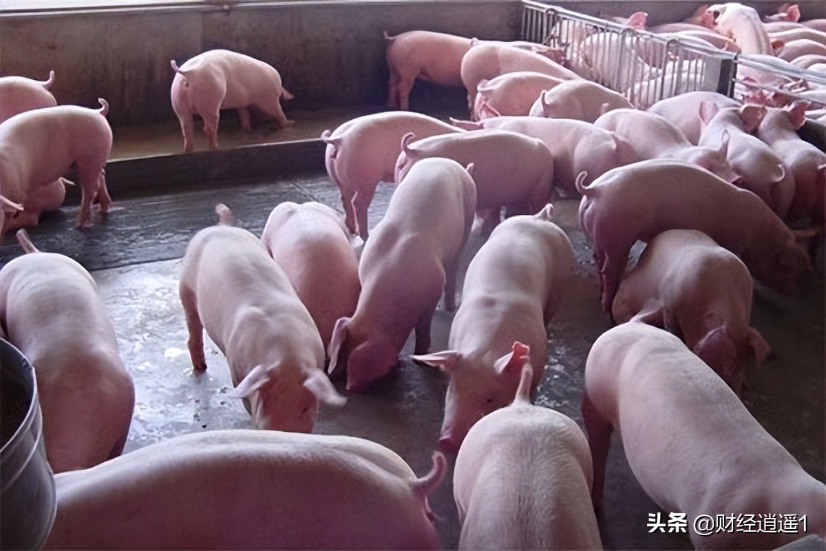 现在玉米价格(现在玉米价格多少钱一斤-)
