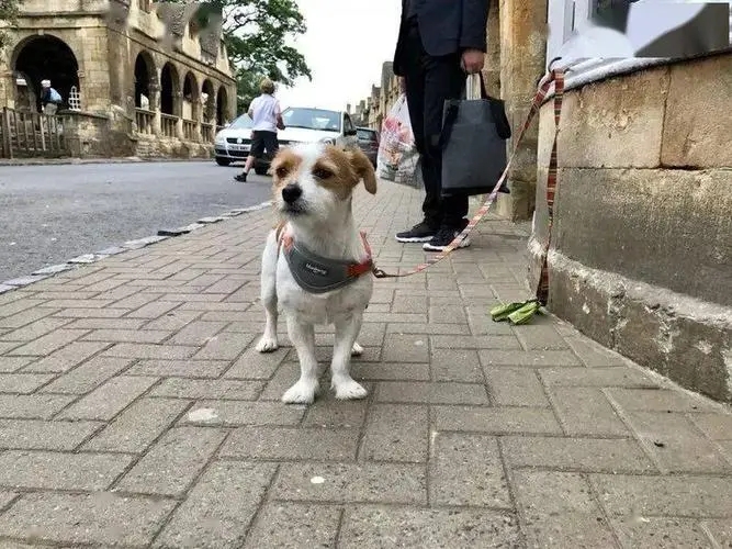 史努比狗狗(史努比狗狗歌手)