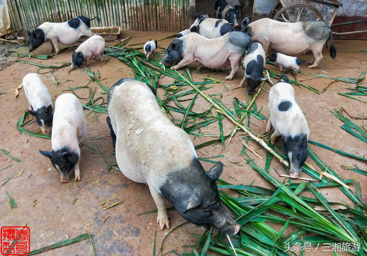 泉源生态农庄（绿源生态农庄）15