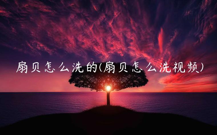 扇贝怎么洗的(扇贝怎么洗视频)插图 扇贝怎么洗的(扇贝怎么洗视频)