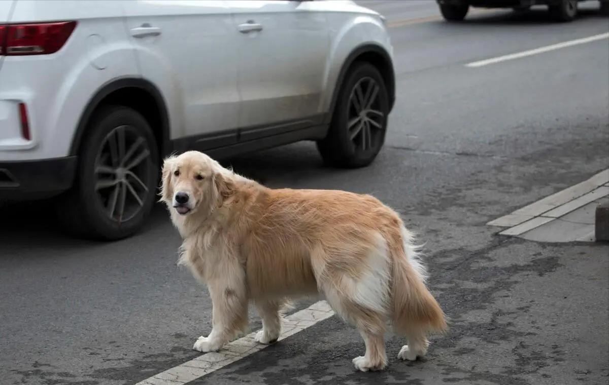 史努比狗狗(史努比狗狗歌手)