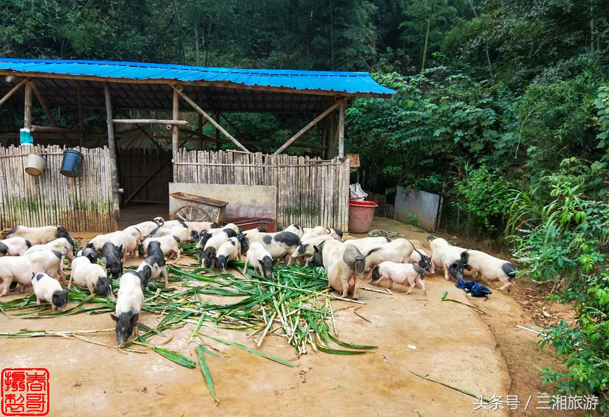 泉源生态农庄（绿源生态农庄）16