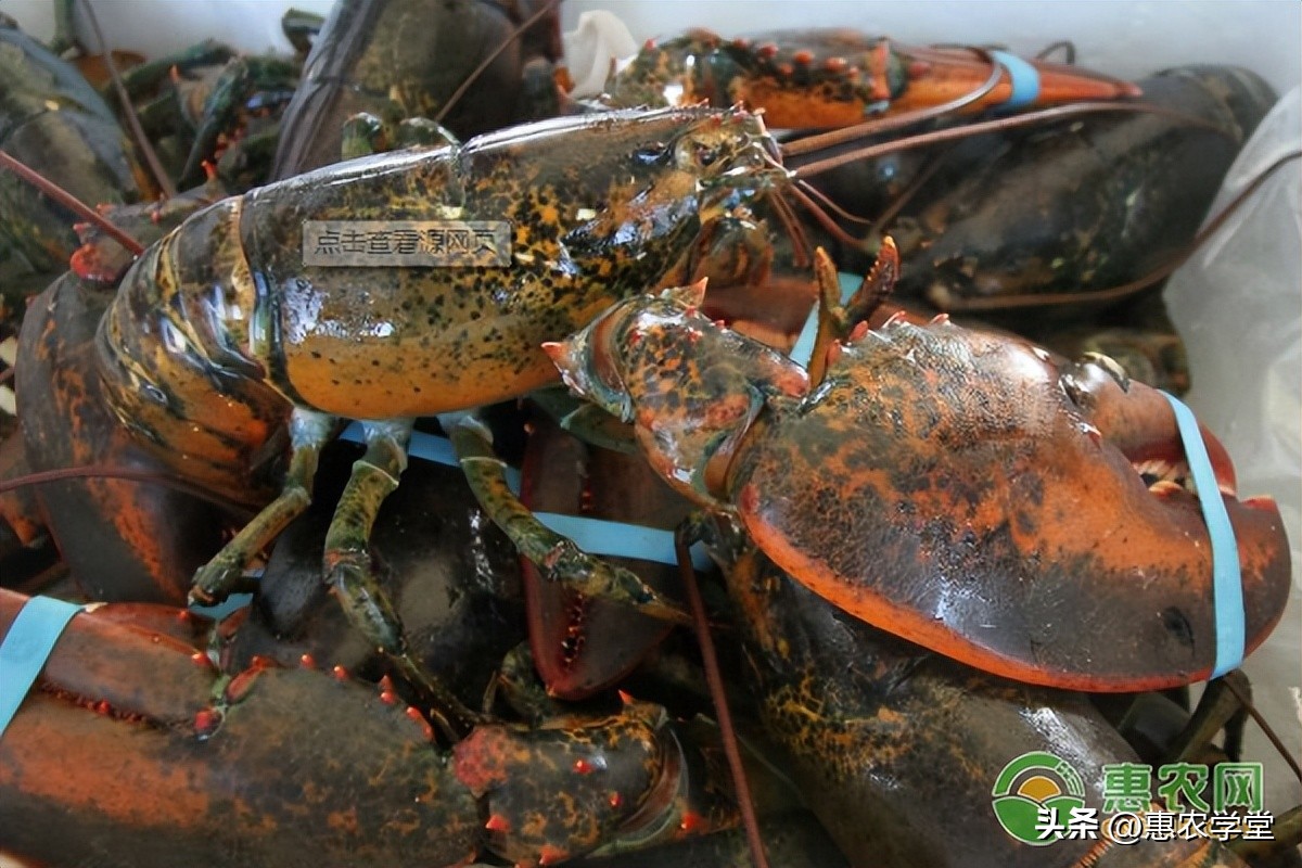 澳洲龙虾价格多少钱一斤（澳洲淡水龙虾价格多少钱一斤）2