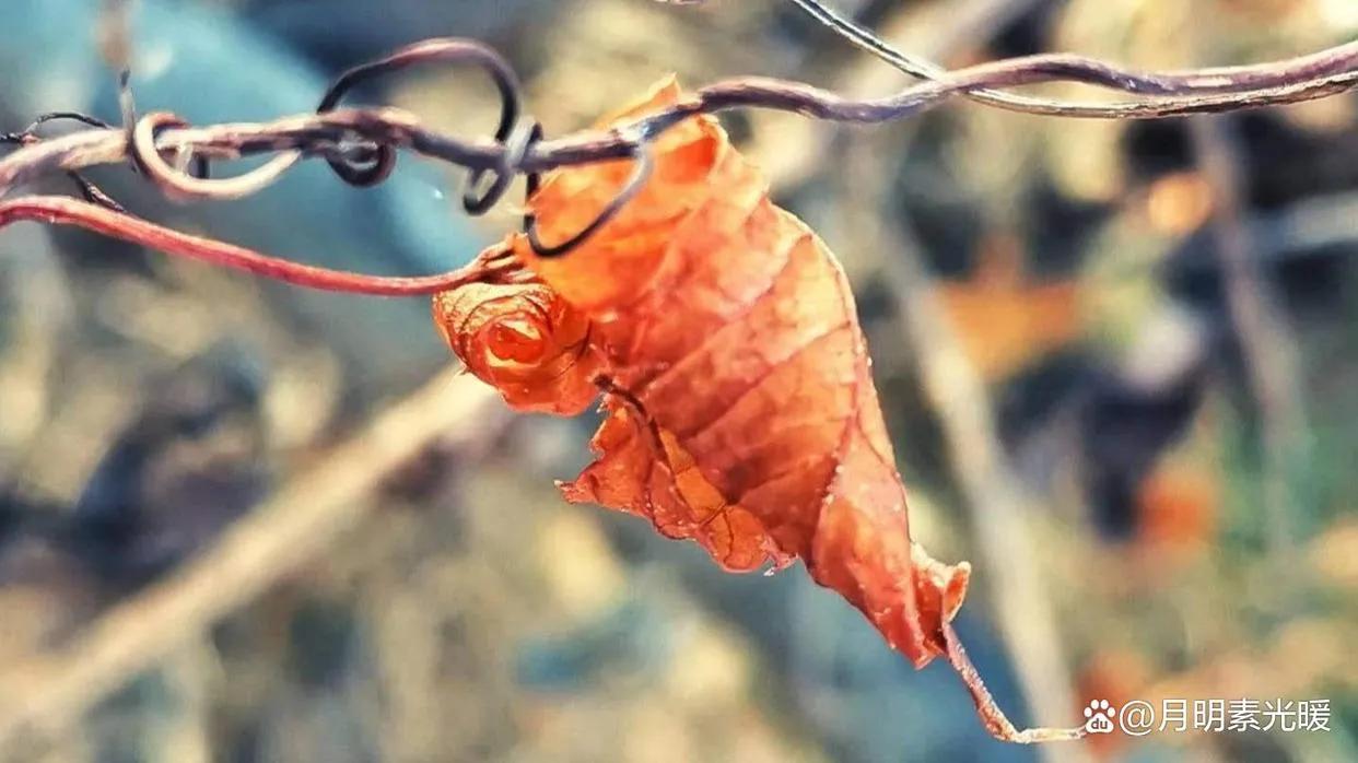 基金投资是什么意思（养老基金投资是什么意思）