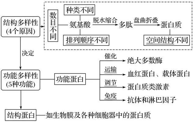 胞吞胞吐的图示（胞吞胞吐简图）1