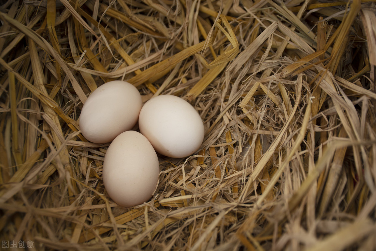 果园生态养殖（果园生态养殖地）3