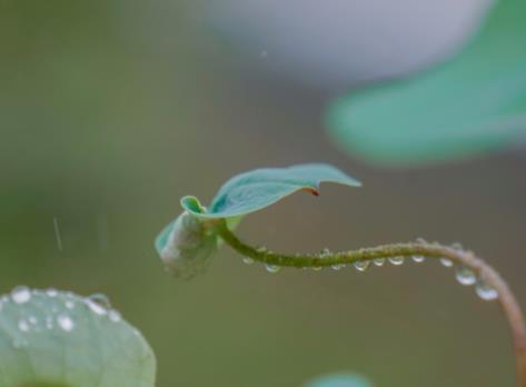 小暑是什么节气是入伏吗(小暑是入伏的开始吗)1