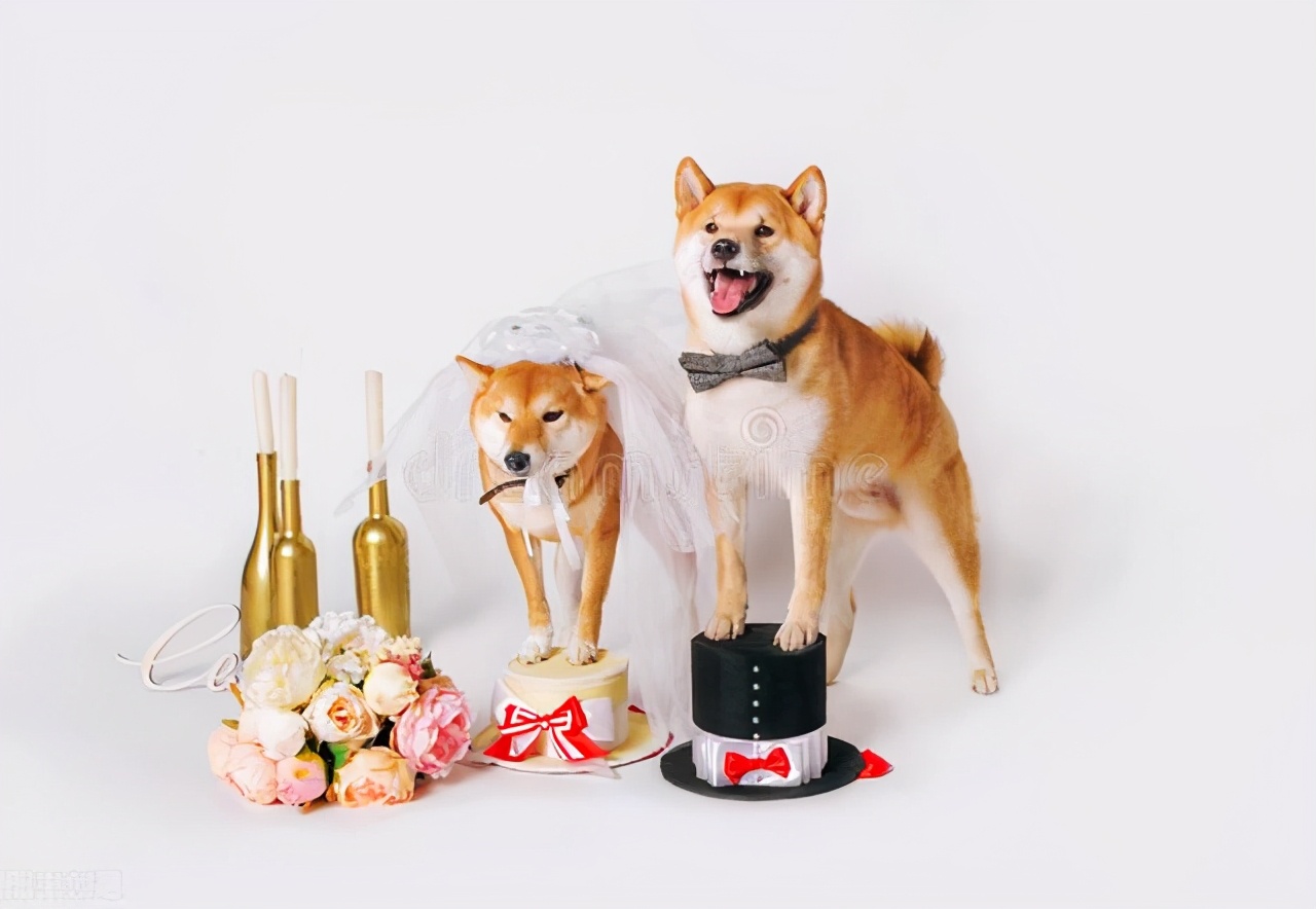 SHIB币(shib币最新消息)2