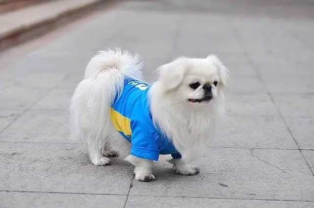 史努比狗狗(史努比狗狗歌手)