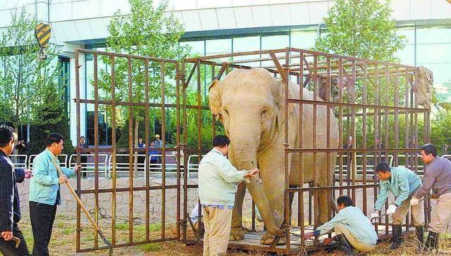 大象传媒软件下载（大象传媒软件下载苹果版）3