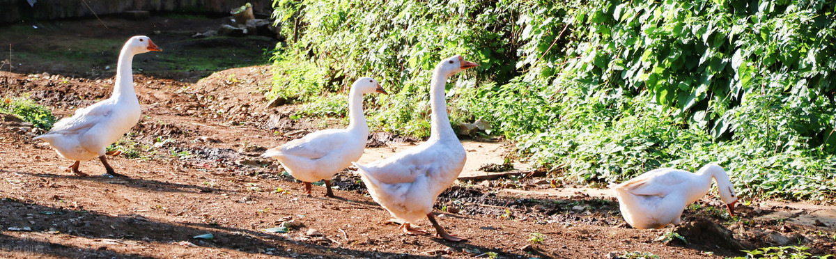 果园生态养殖（果园生态养殖地）4