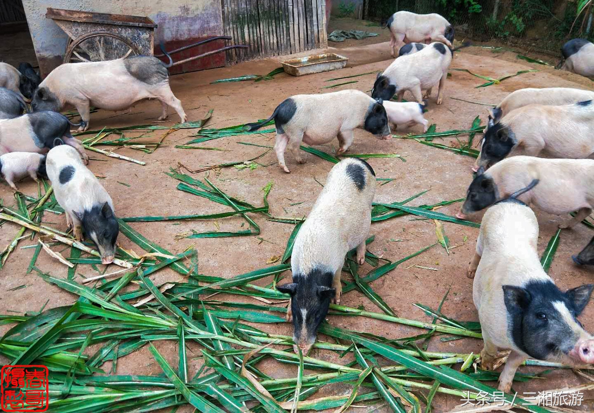 泉源生态农庄（绿源生态农庄）