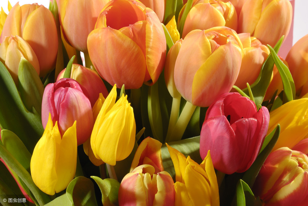 郁金香事件(郁金香事件对荷兰的影响)1