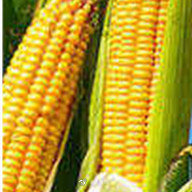 玉米亩产量一般多少斤(水稻亩产量一般多少斤)5 玉米亩产量一般多少斤(水稻亩产量一般多少斤)5