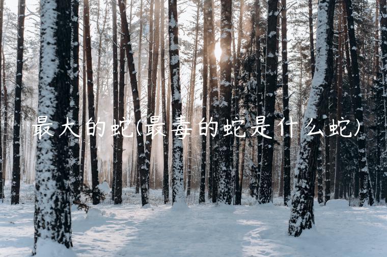 最大的蛇(最毒的蛇是什么蛇)