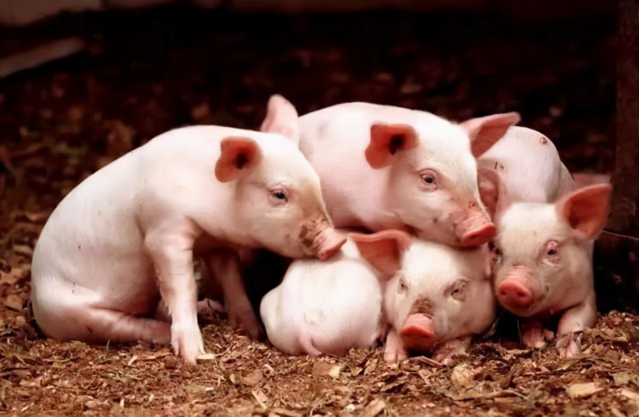 猪肉股票有哪些（猪肉股票有哪些代码）