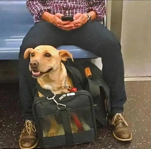 史努比狗狗(史努比狗狗歌手)