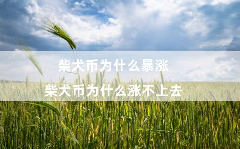 柴犬币为什么暴涨(柴犬币为什么涨不上去)插图 柴犬币为什么暴涨(柴犬币为什么涨不上去)