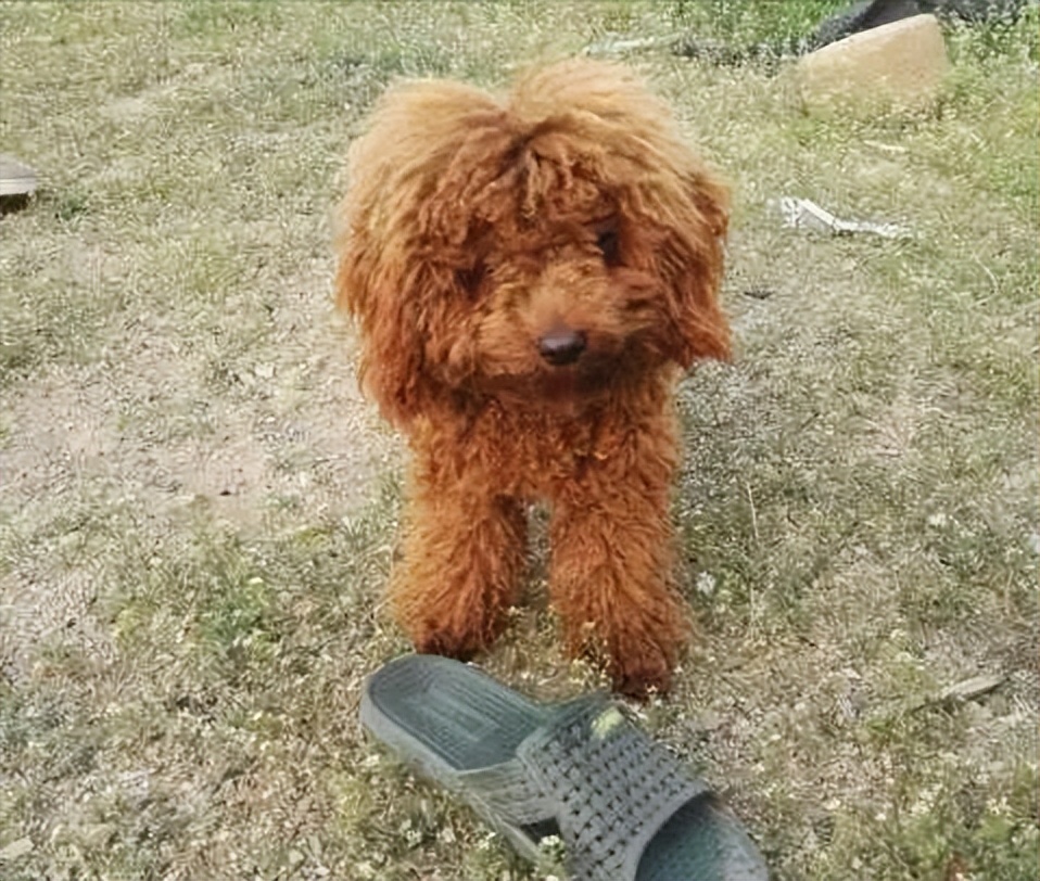 史努比狗狗(史努比狗狗歌手)