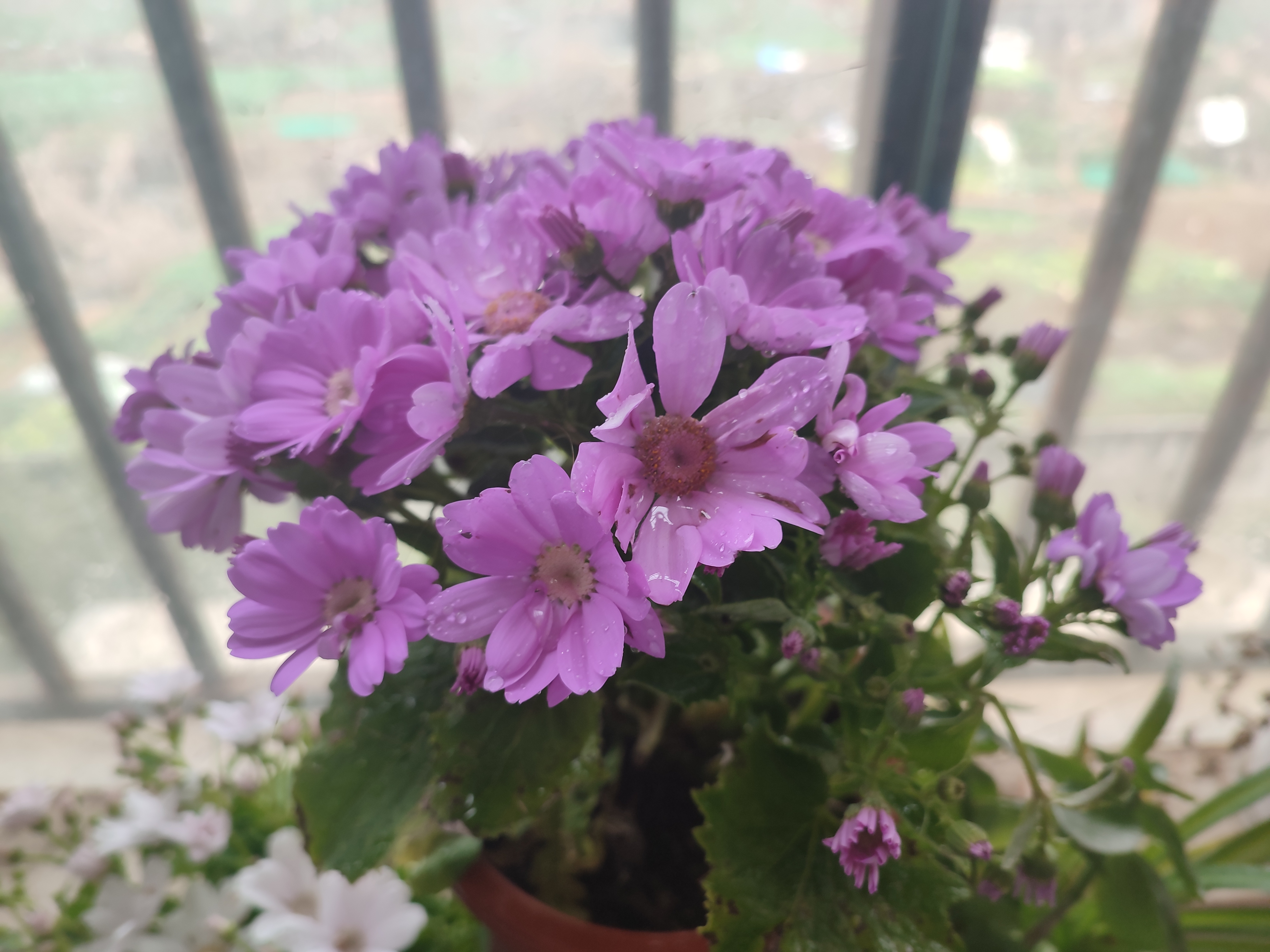 零基础学理财五步迈入新中产（零基础学理财五步迈入新中产 这书怎么样）