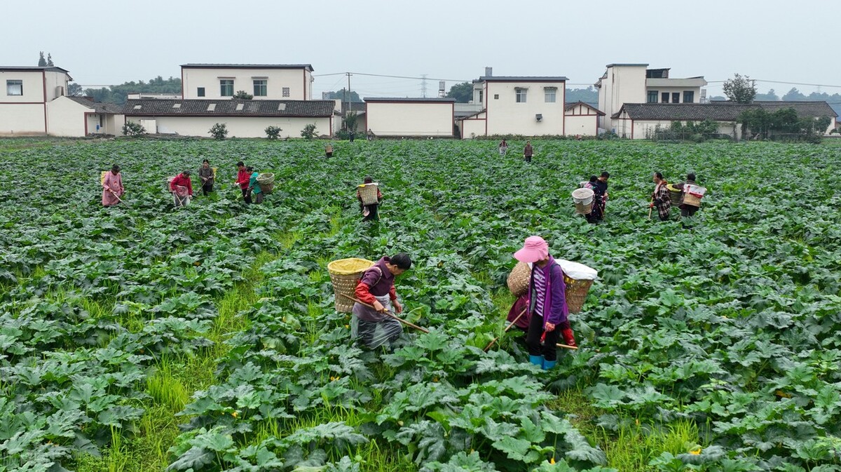 消费电子股票有哪些龙头股（消费电子上市公司龙头股）2