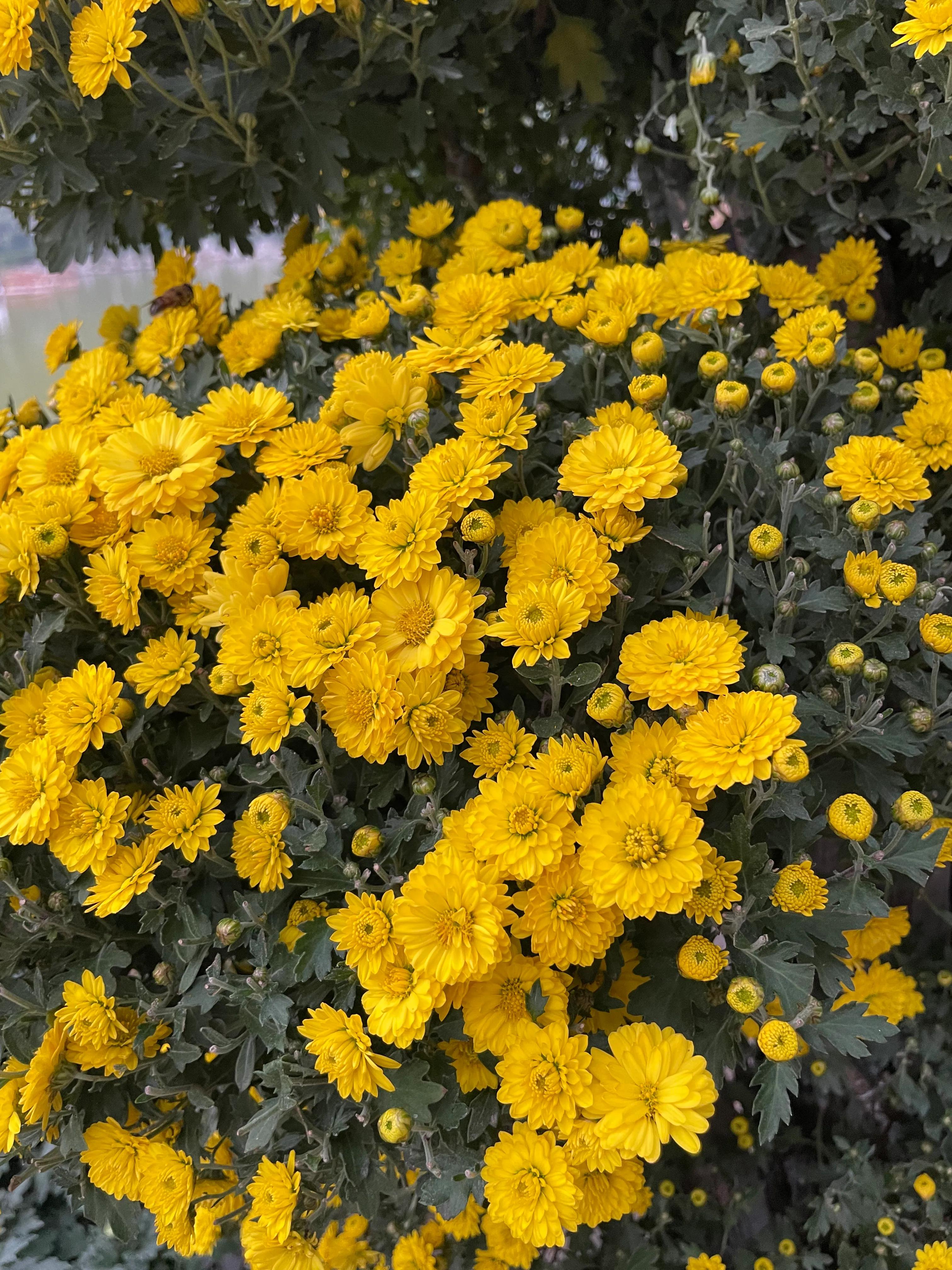 怎么样购买指数基金（基金指数如何购买）