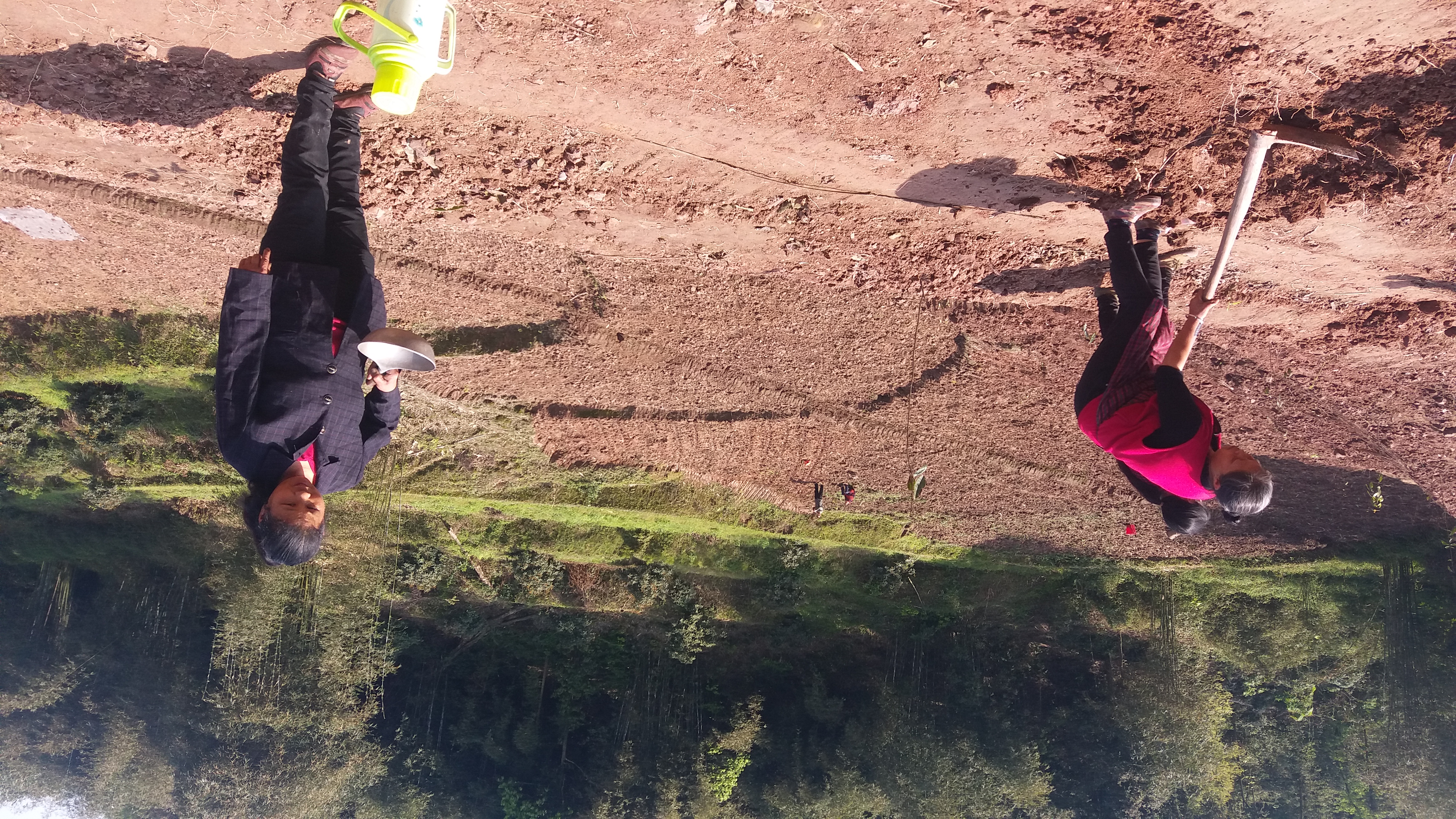 茶树油多少钱一斤（茶树油多少钱一斤）