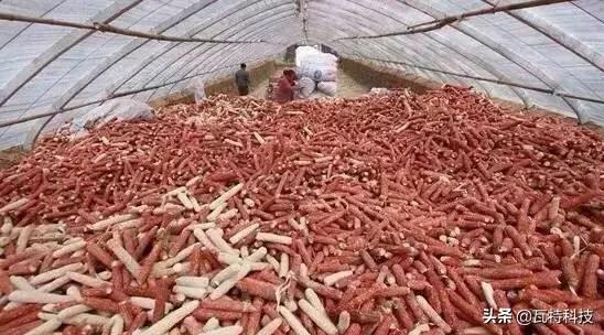 玉米芯深加工加盟项目（玉米芯深加工加盟项目骗局）3