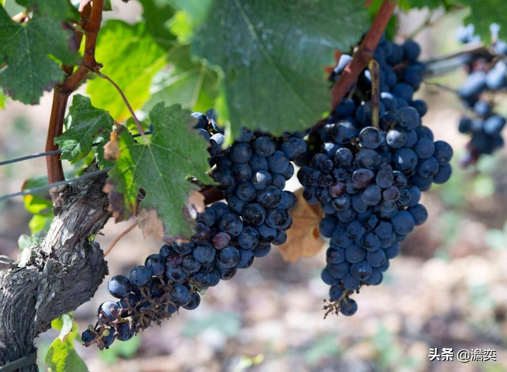 82年的拉菲红酒多少钱一瓶（82年拉菲红酒价格表图片）7