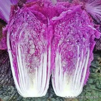 免费0投资赚钱平台（0投资赚钱软件下载）