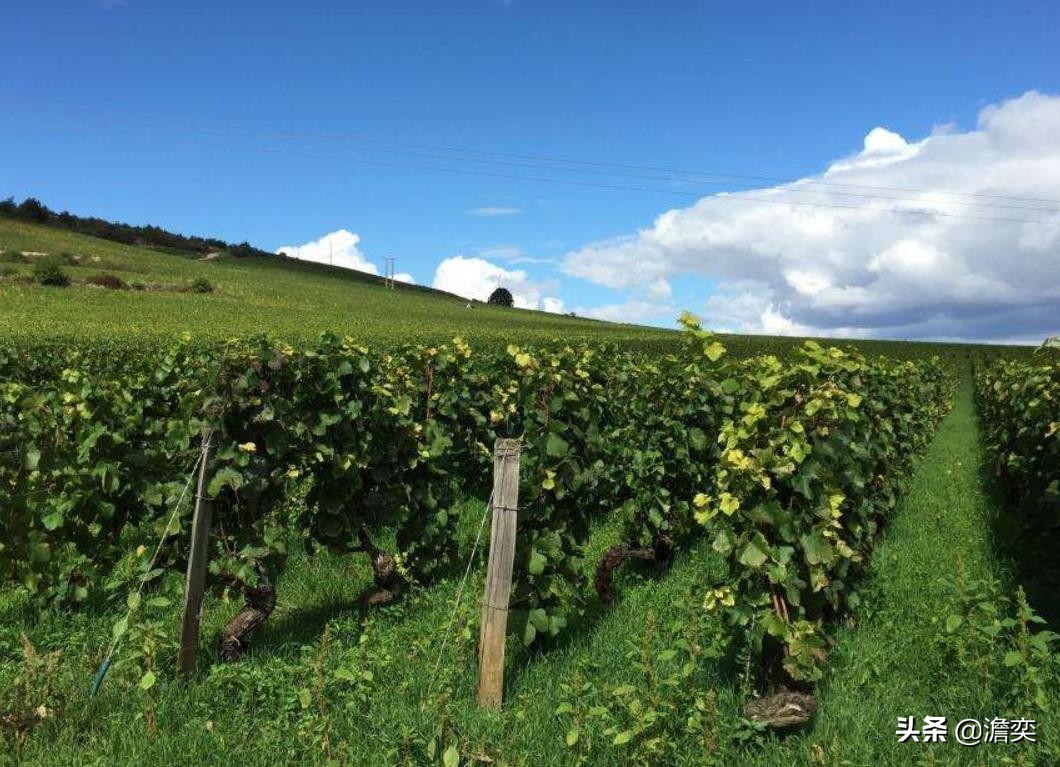 82年的拉菲红酒多少钱一瓶（82年拉菲红酒价格表图片）6