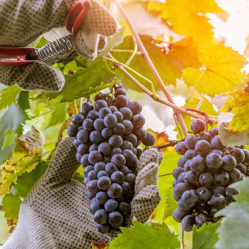 82年拉菲多少钱一瓶（82年拉菲多少钱一瓶值多少钱）6