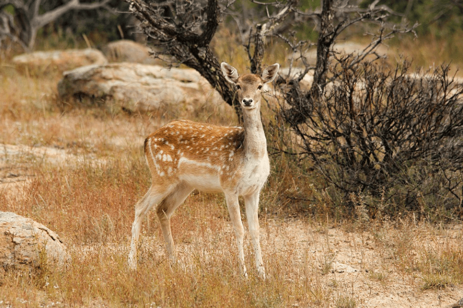 证券从业资格证的报名条件（证券从业资格证报名条件时间）