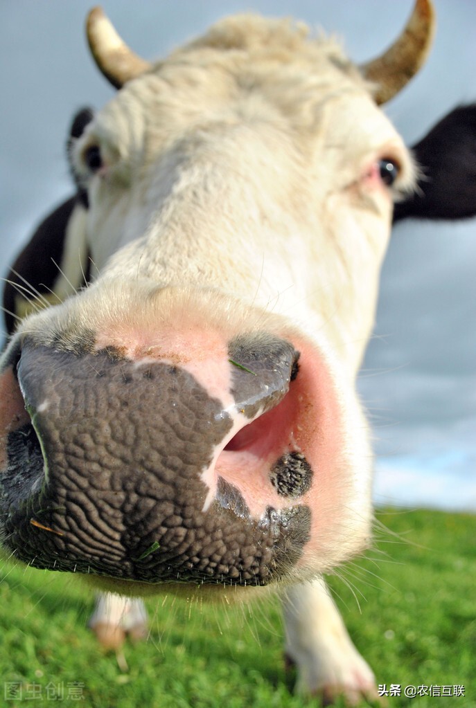 美豆粕（美豆粕期货实时行情新浪网）