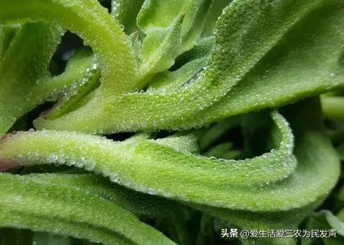 养殖业什么最赚钱农村（北方养殖业什么最赚钱农村）