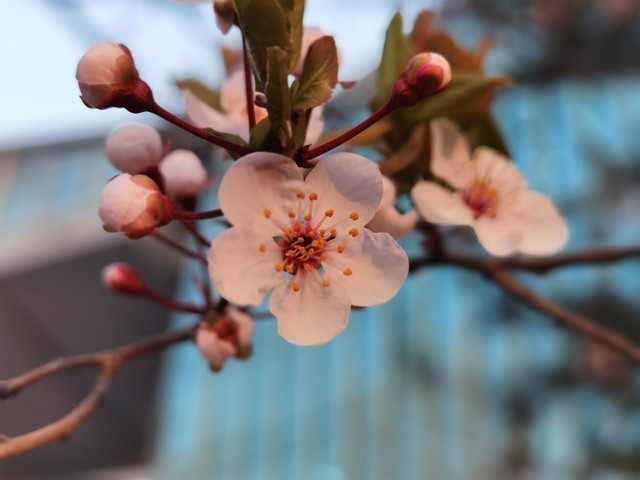 p40pro华为参数（华为p40pro参数表）24