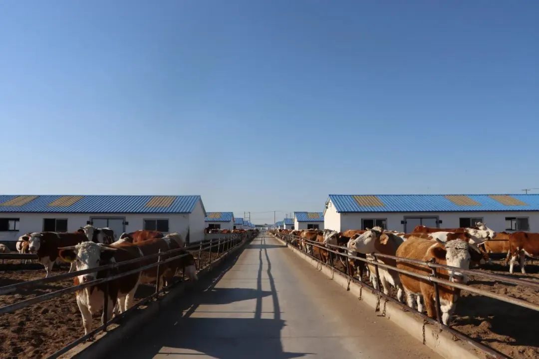 内蒙古玉米压片生产厂家（辽宁玉米压片生产商）