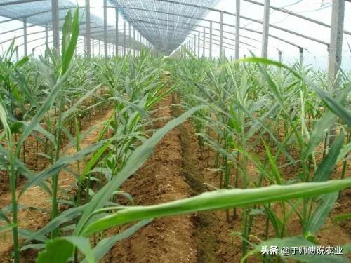 大姜价格最新价格（大姜大姜价格）