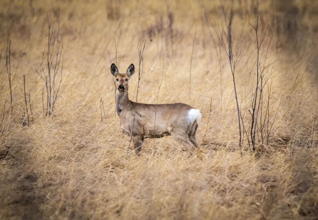 养殖业现在养什么好（现在养殖行业养什么好）1