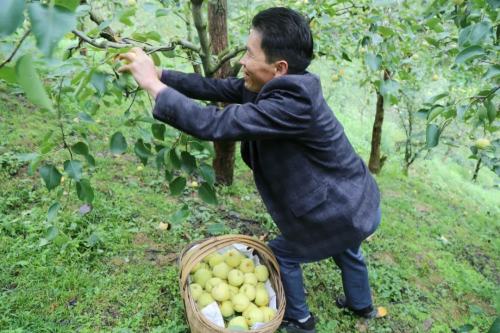 生态果园图片（生态果园图片大全）