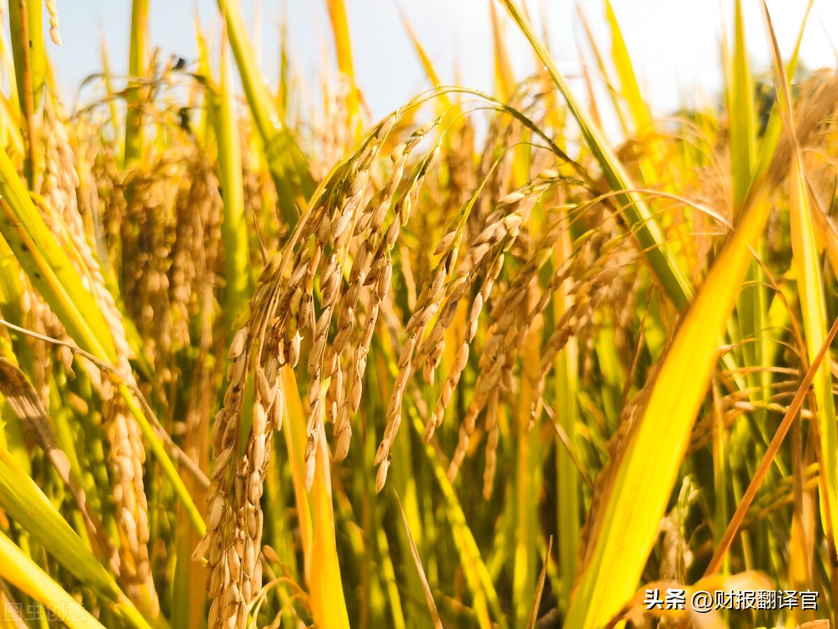 粮食股（粮食股票龙头股有哪些2022）