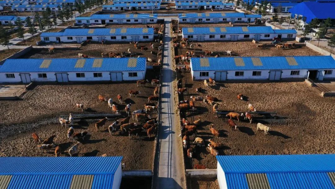 内蒙古玉米压片生产厂家（辽宁玉米压片生产商）