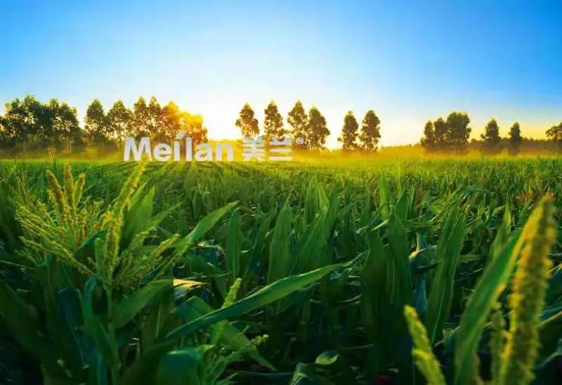 玉米深加工加盟办厂（鲜玉米加工厂加盟）