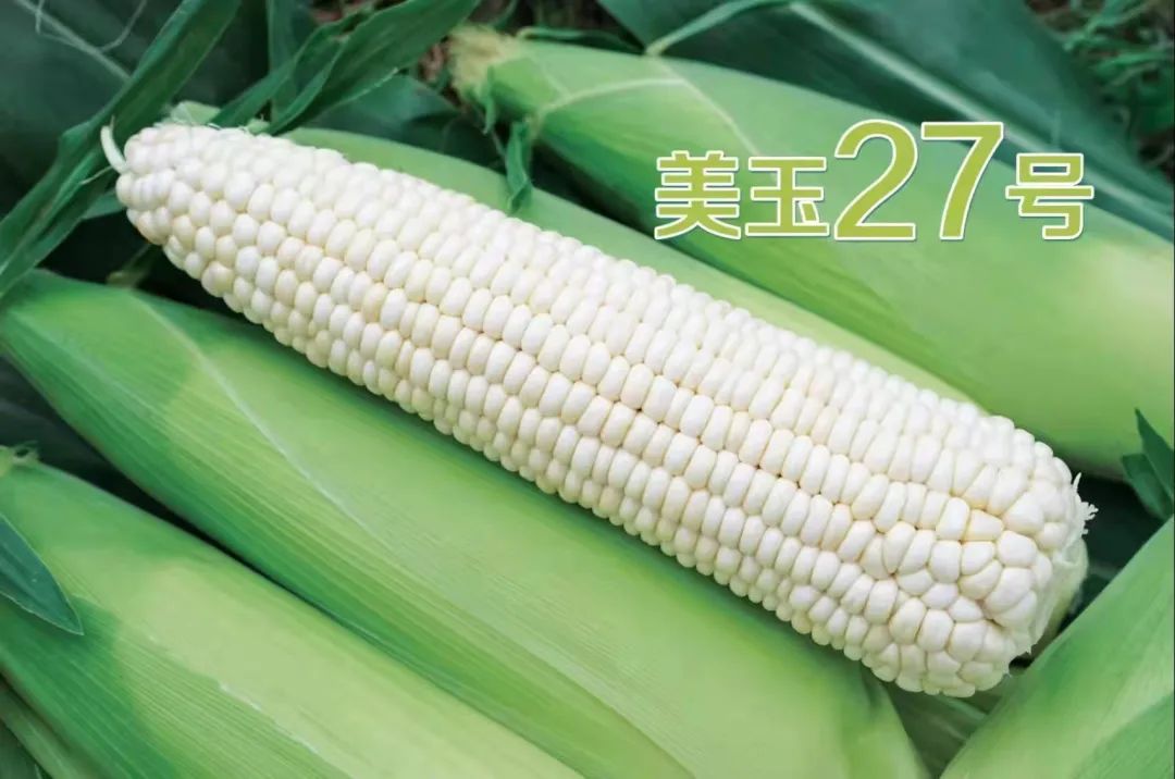 玉米深加工加盟办厂（鲜玉米加工厂加盟）