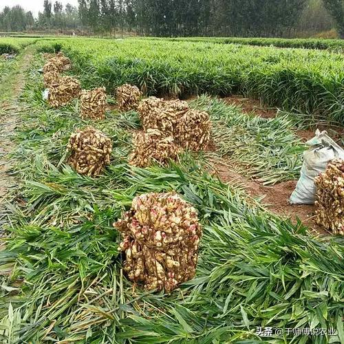 大姜价格最新价格（大姜大姜价格）