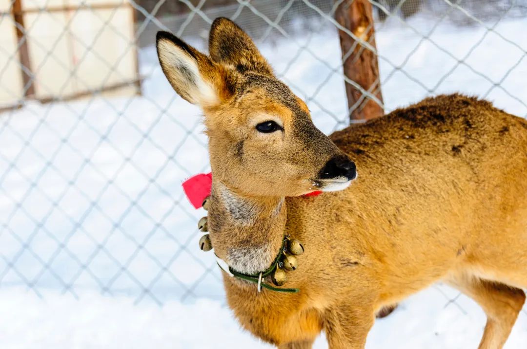 养殖业现在养什么好（现在养殖行业养什么好）3