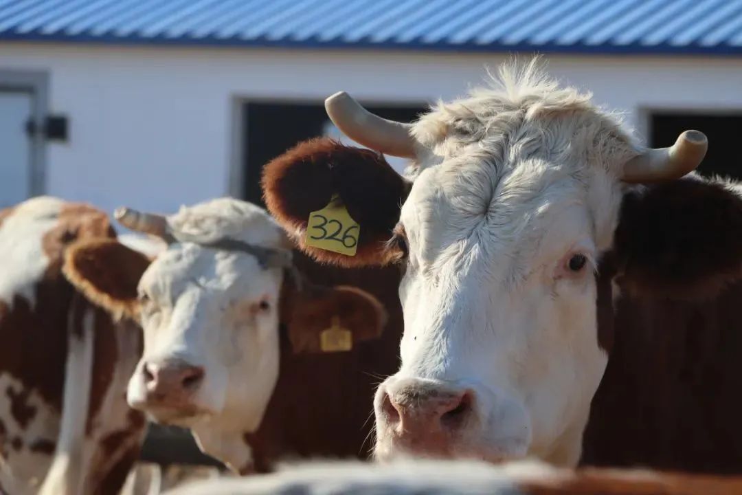 内蒙古玉米压片生产厂家（辽宁玉米压片生产商）