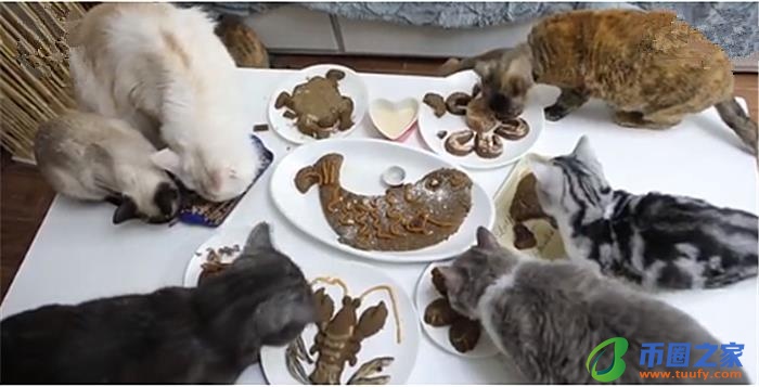 流浪猫喂什么吃的（流浪猫喂什么吃的没有猫粮）